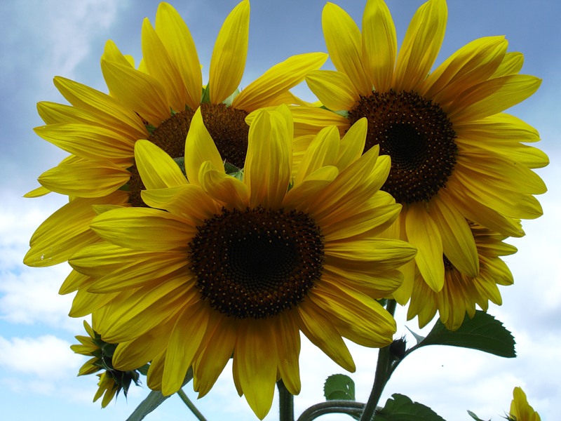 Времена Жизни...