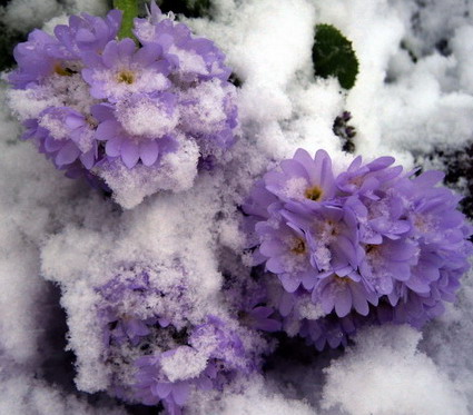 подснежники