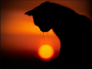 Я без тебя не сумею..