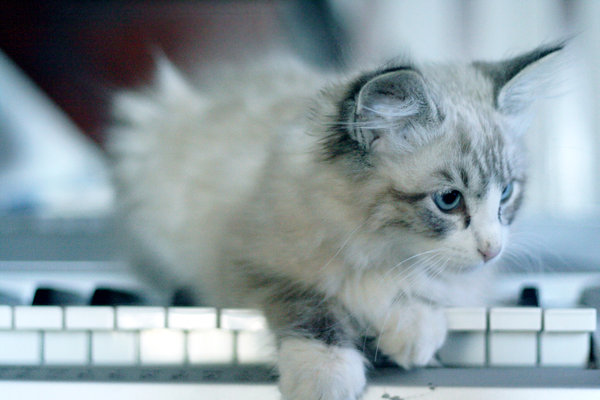 Я хочу быть твоею кошкой