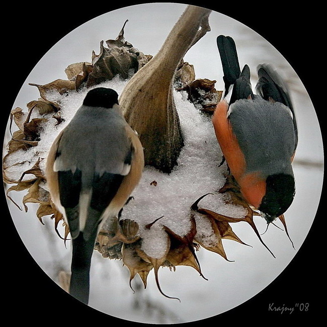 Прощеное воскресенье