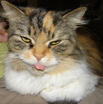 Посвящение в секреты