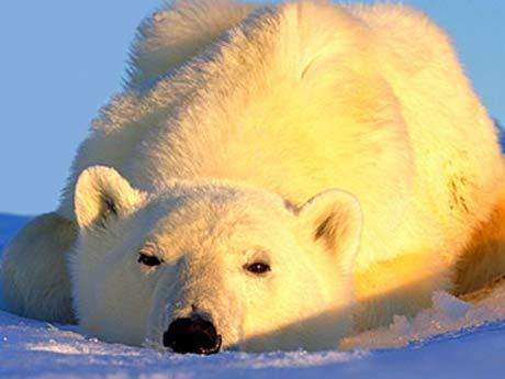 Мы любим Свет!