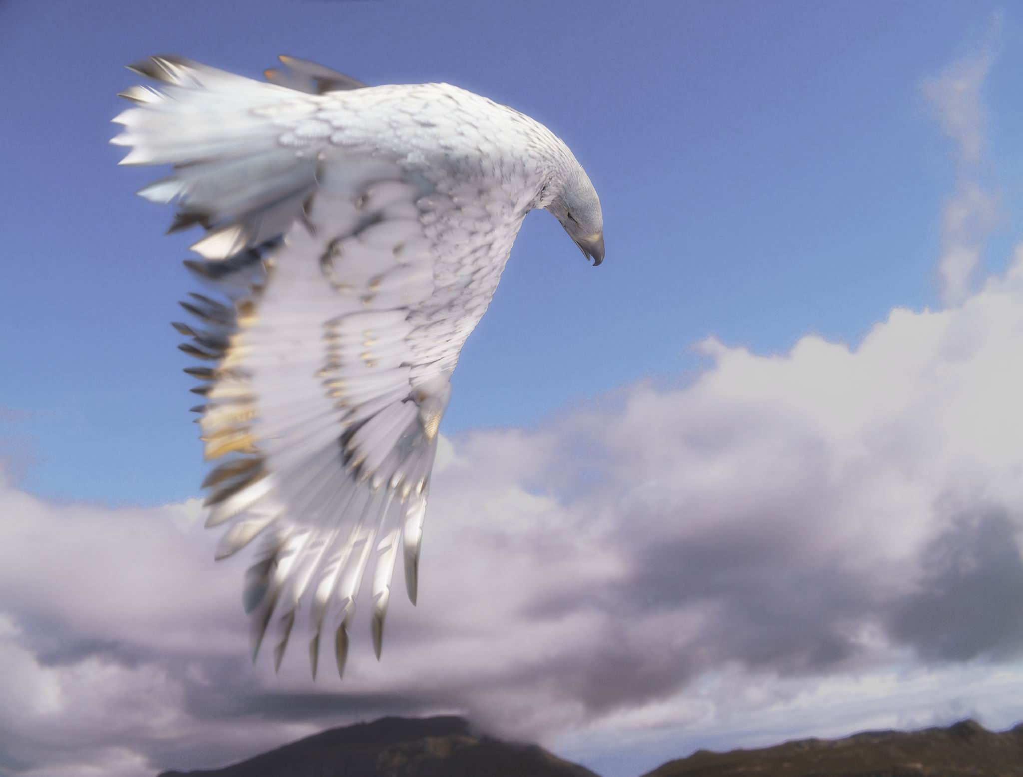 У парящих птиц большие крылья. Орлан альбинос. Сокол белый Кречет. Орел альбинос. Белый Беркут.