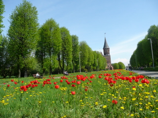 Красные тюльпаны