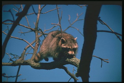 Барссучии Бега..