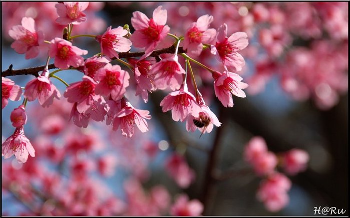 Люблю тебя...