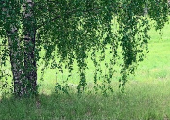 Сторона березовых одежд