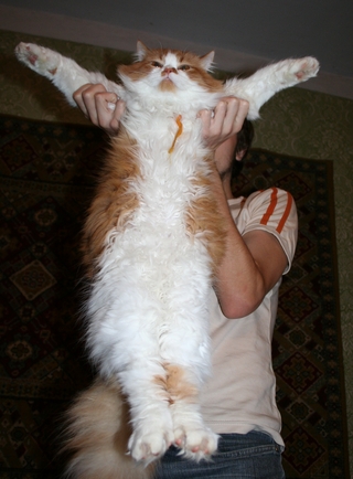 Апельсин с усами