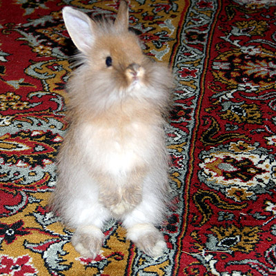 Зума в отчанье!