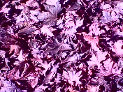 В поисках счастья