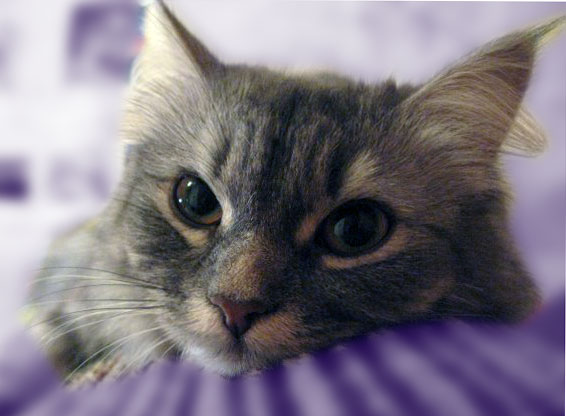 Лунная Кошка