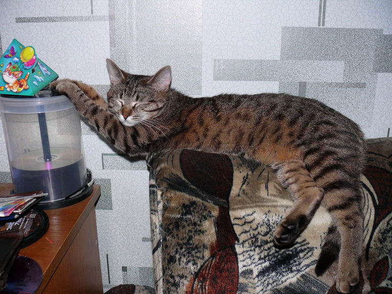 Кошачий этикет