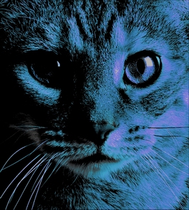 языки равноденствия