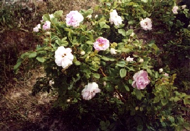 Весны магические знаки