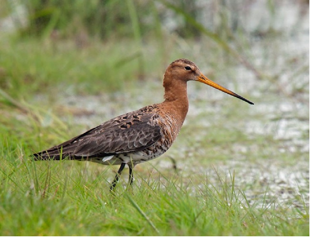 Нескладный тот окоем