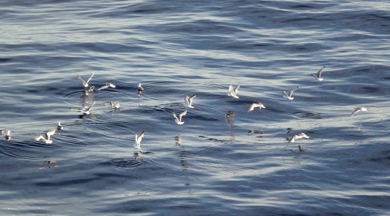 Чайки-курицы слетелись