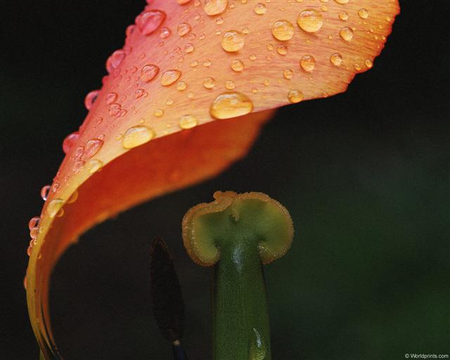 Нет, не пустоту ты мне оставил