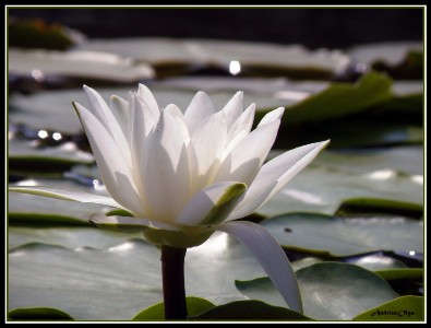 Лотос дарил ей - яс