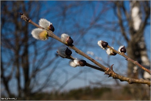 Весеннее настроение