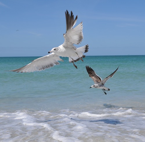 Чайка и море