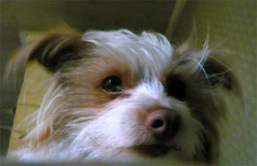 О, Джинка! Милая, вернись