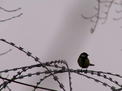 Птичка на ветке