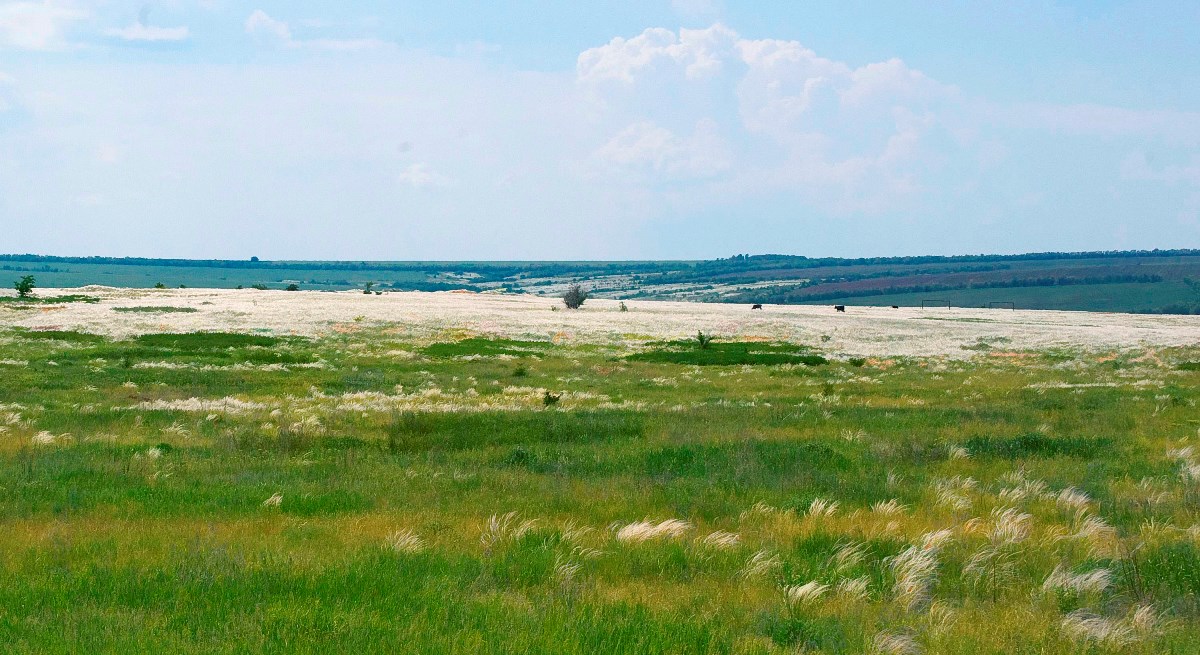 Донская степь картинки
