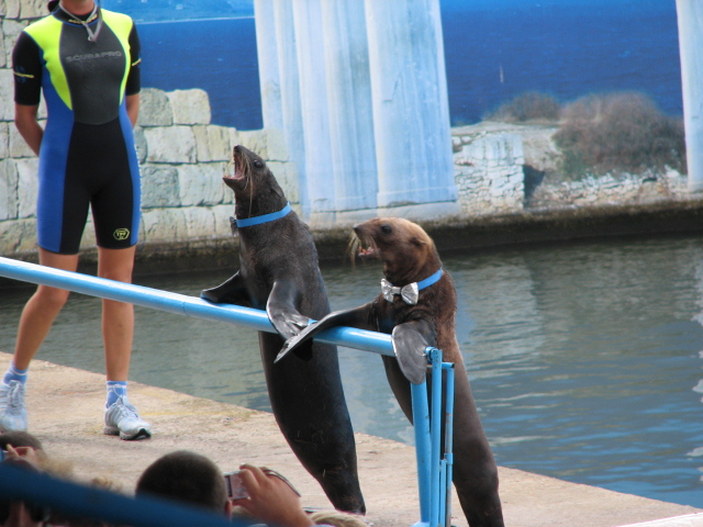 В дельфинарии