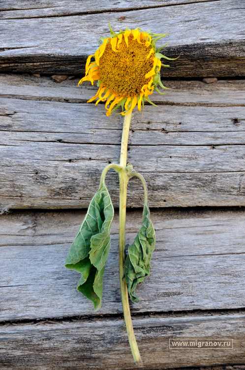 Душа, меняющая лик