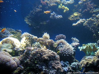 Ларец немыслимых сокровищ