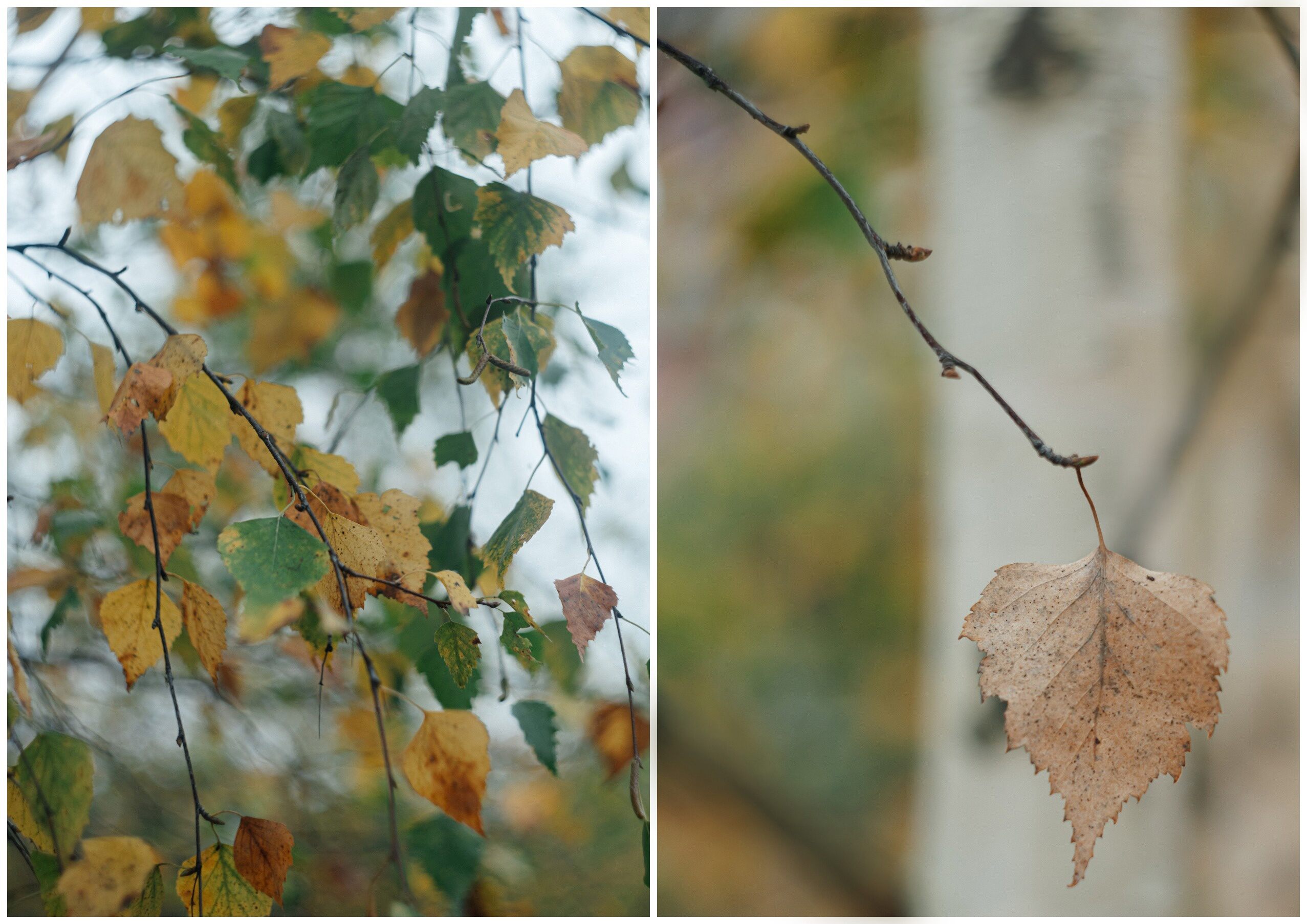 Проснусь ровно в осень