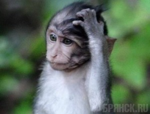 Мартышкин труд