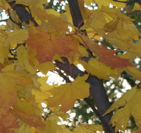 Мне клён секрет свой рассказал