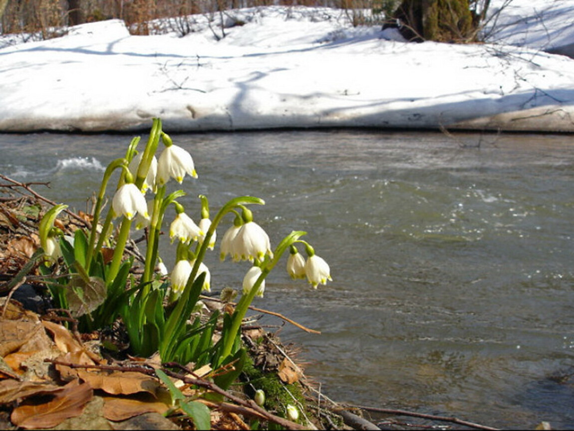 Весенние ручьи. Стихотворение после зимней стужи. Весенний ручеек. В эти мартовские дни разбегаются ручьи. Апрель апрель на дворе звенит капель стих.