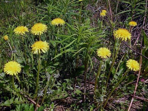 Одуванчики станут нежнее