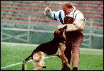 Хозяин плёткой пса стегал