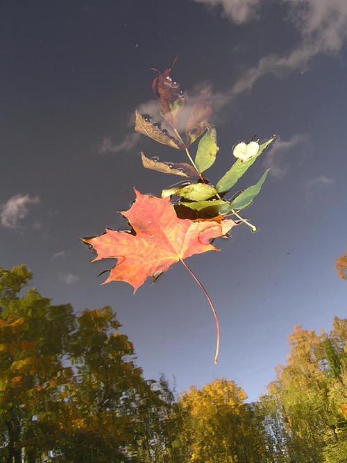Люблю я шелест листьев под ногами