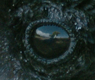 An eye of a raven