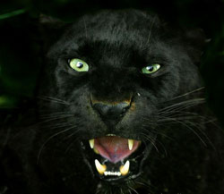 Не пытайтесь