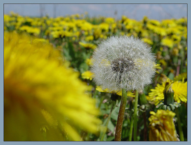 Одуванчик-веснушка