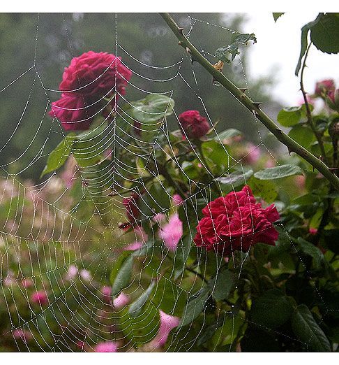 На месте дивной розы...
