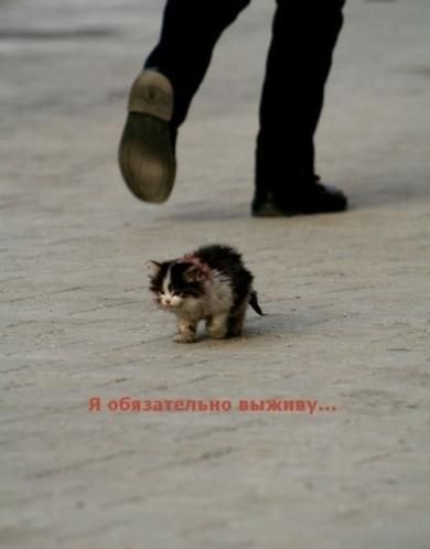 Котёнок... Просто котёнок... рассказик (Карманчег Мыслей) / Стихи.ру