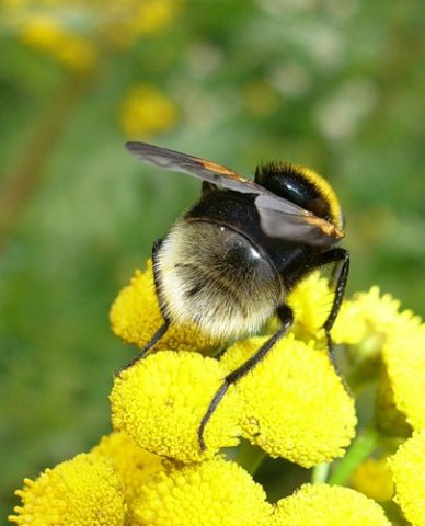 Ожил зелёный лес. 5. 04. 2009г