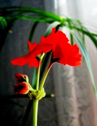 Яркая герань