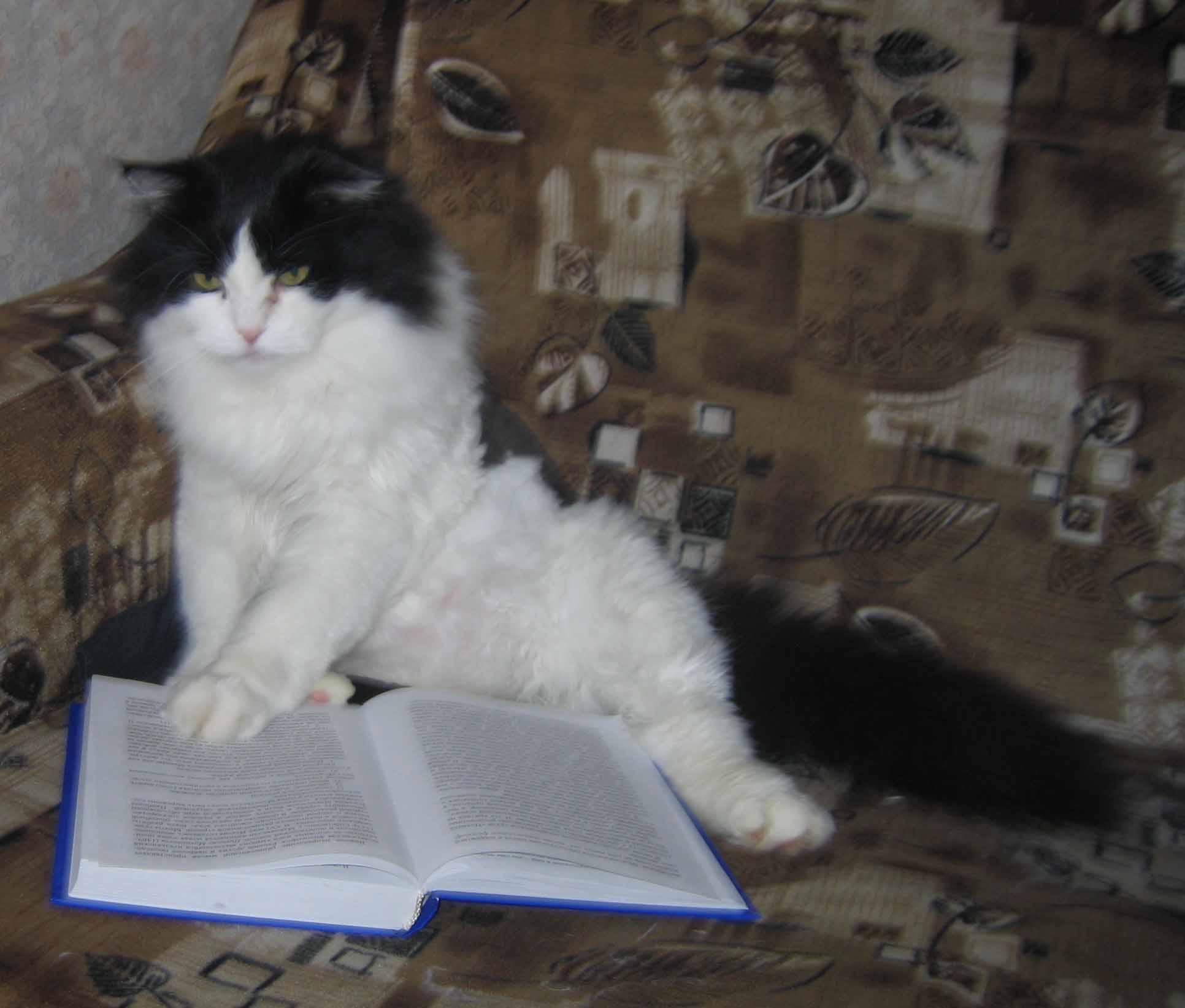 Прощай Маркиз...