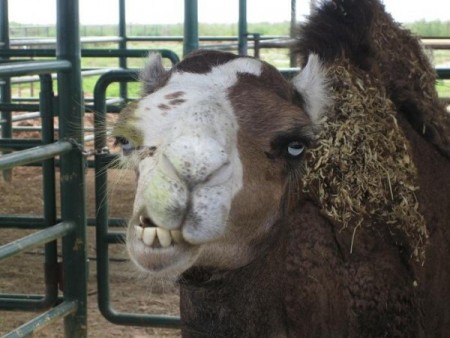 У верблюда нет души