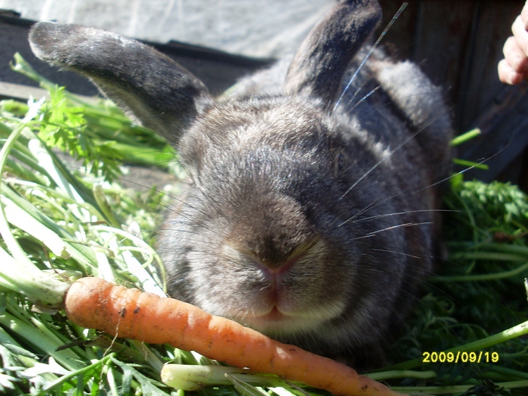 Кролика обидели