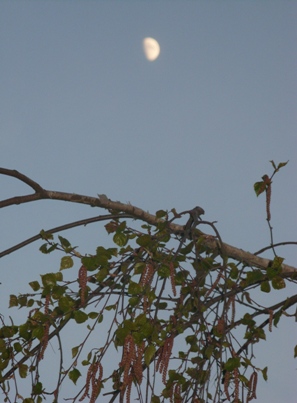 Посвящается любимому поэту...