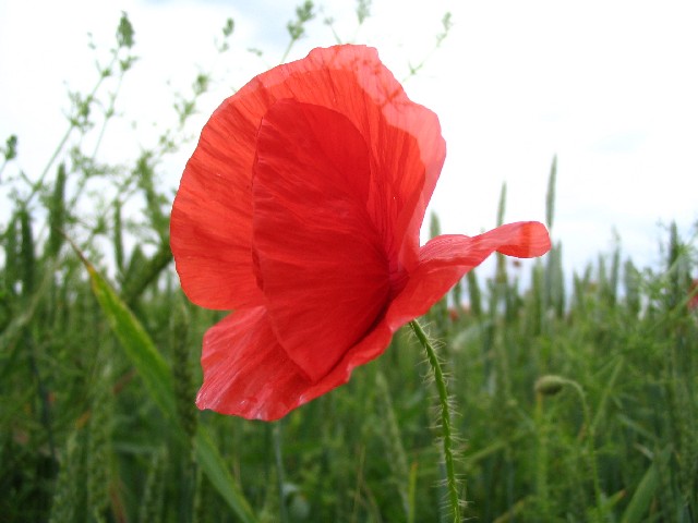 Как любить безответно, я знаю